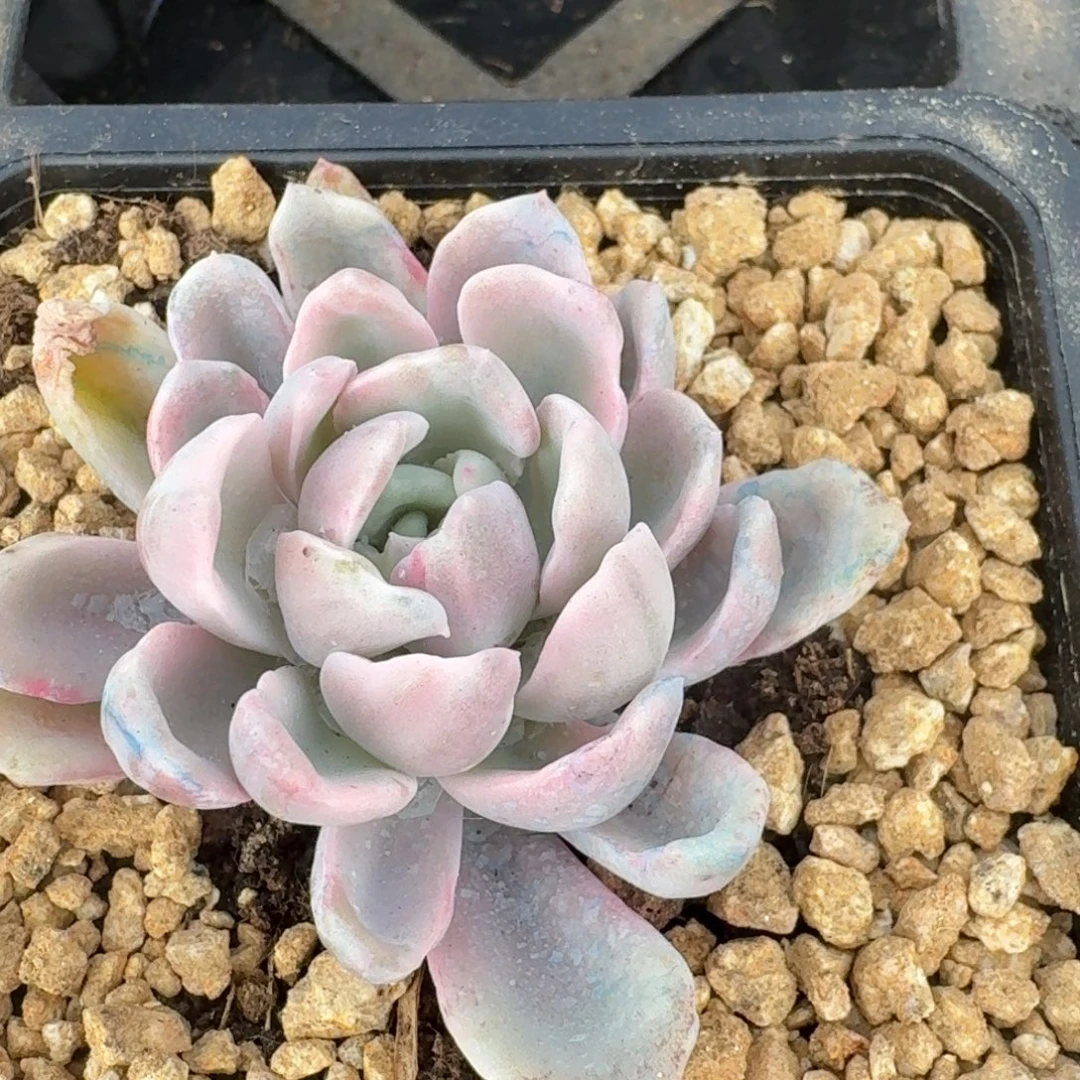 石化美尻一物一拍