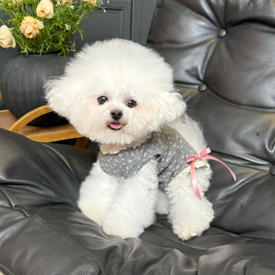 五只小白熊原创宠物衣服夏季新款包肚衣狗狗手术防凉护肚衣空调服