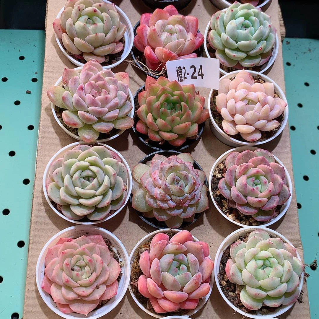 2-24一物一拍带盆18颗