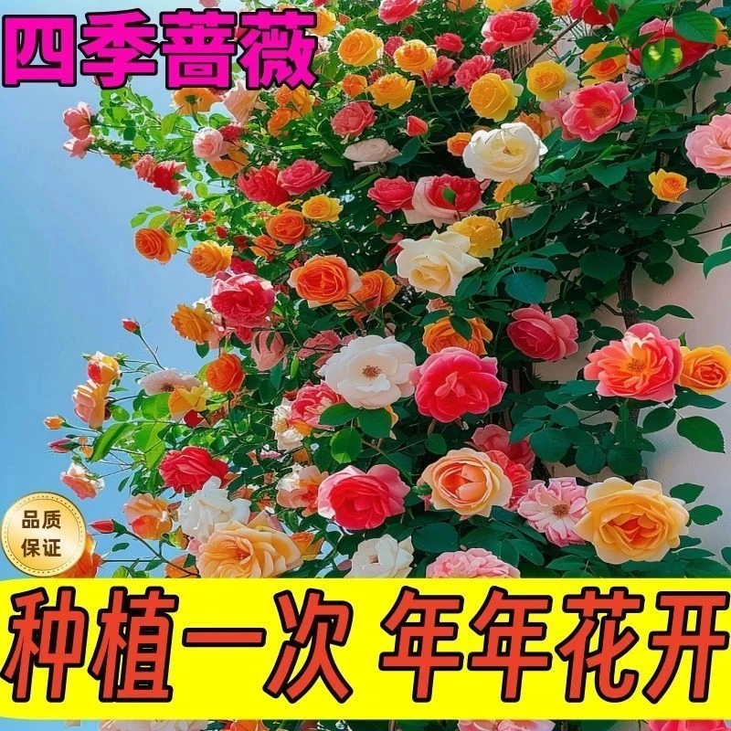 【有墙就爬】月季蔷薇花驱虫驱蚊耐热抗寒耐高温庭院四季常开