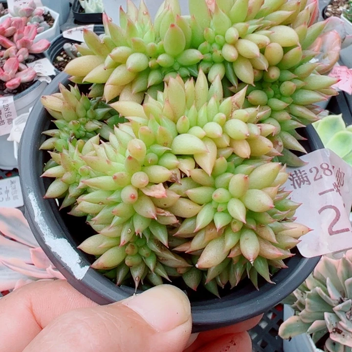 象牙缀多肉植物226