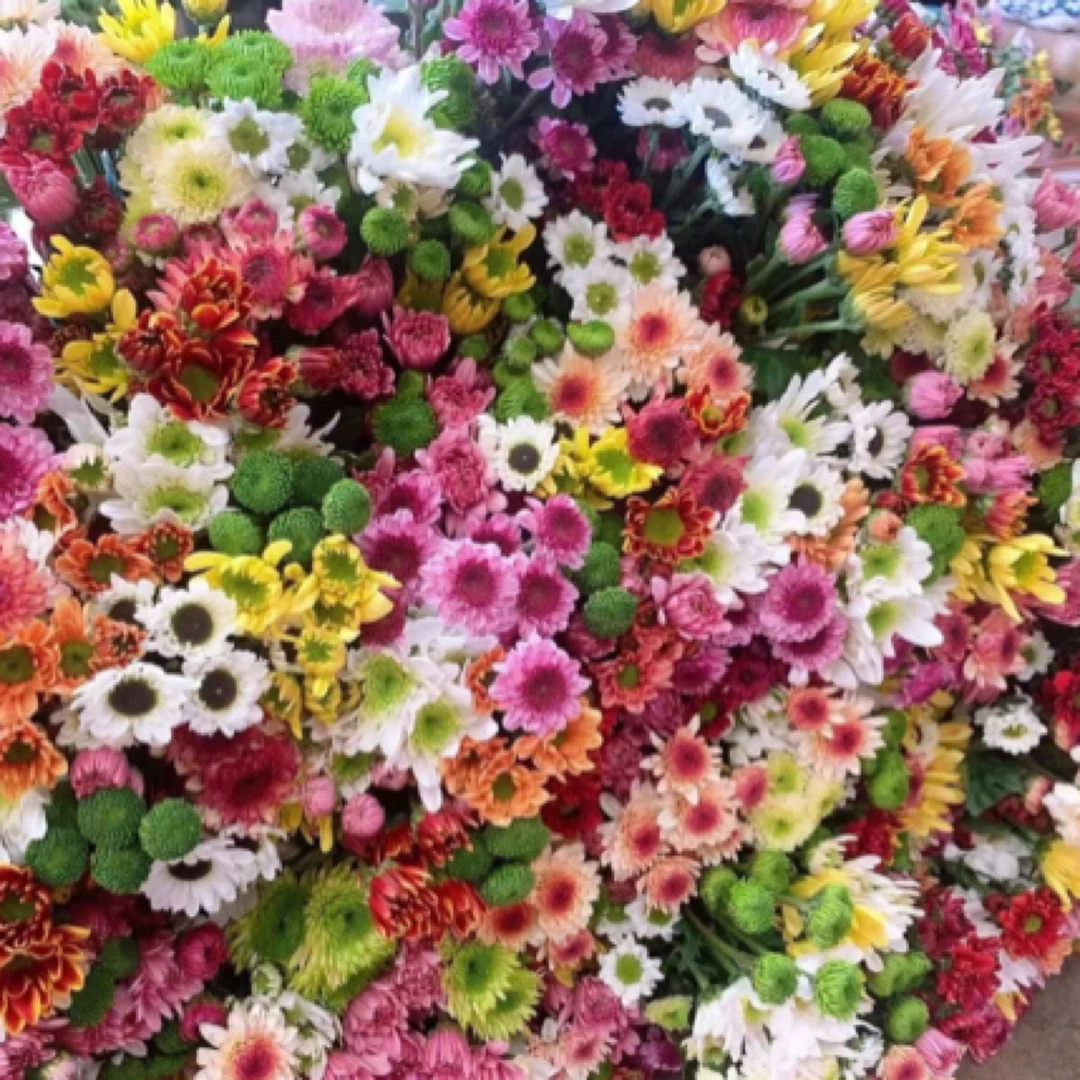 特价【鲜花同城送】混搭小菊（任意两单有小礼品）