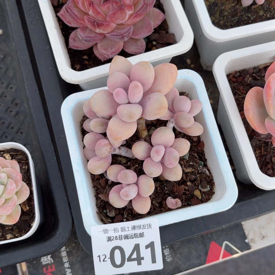 桃蛋老桩多肉多肉