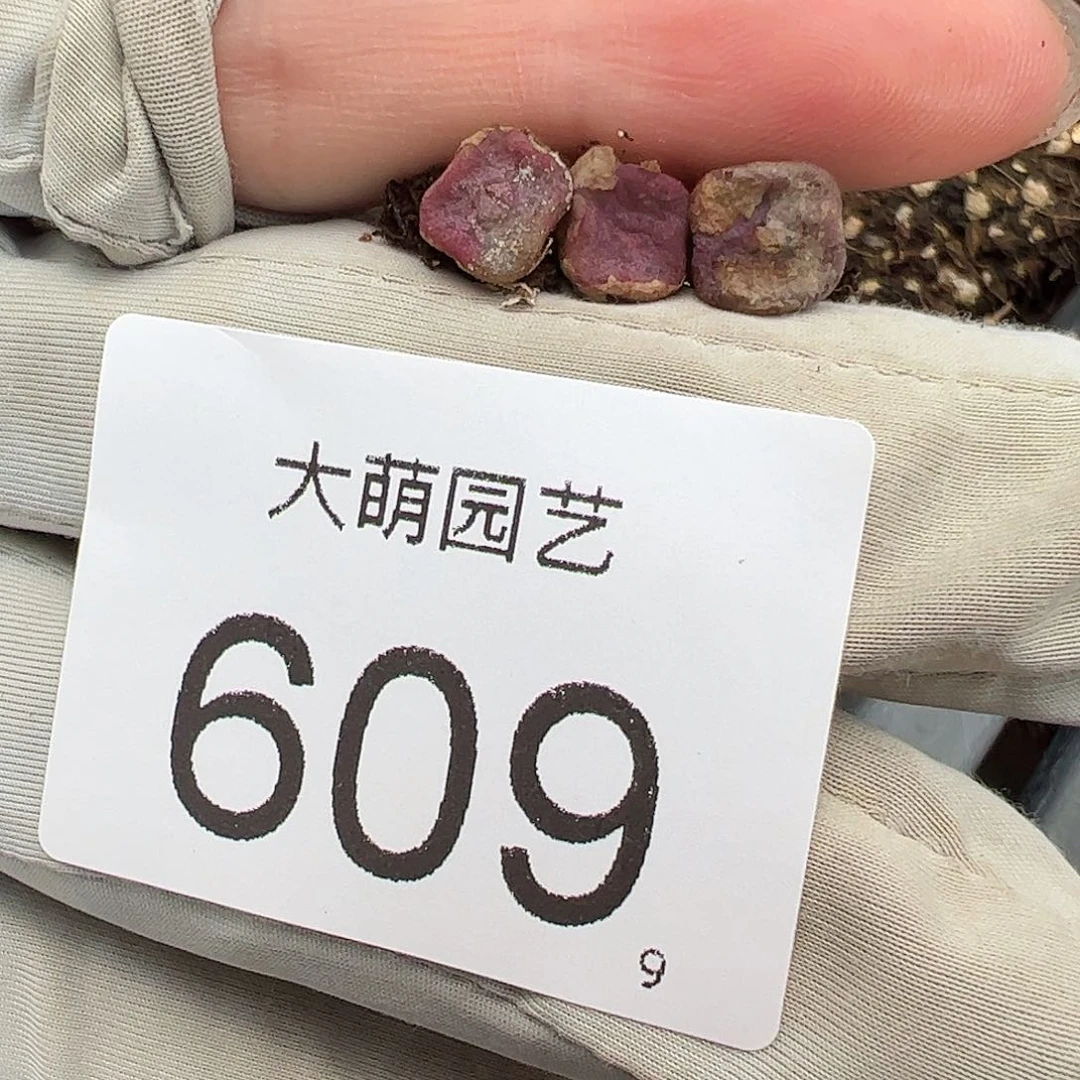 0000609量拍紫方碗3颗尺寸不大