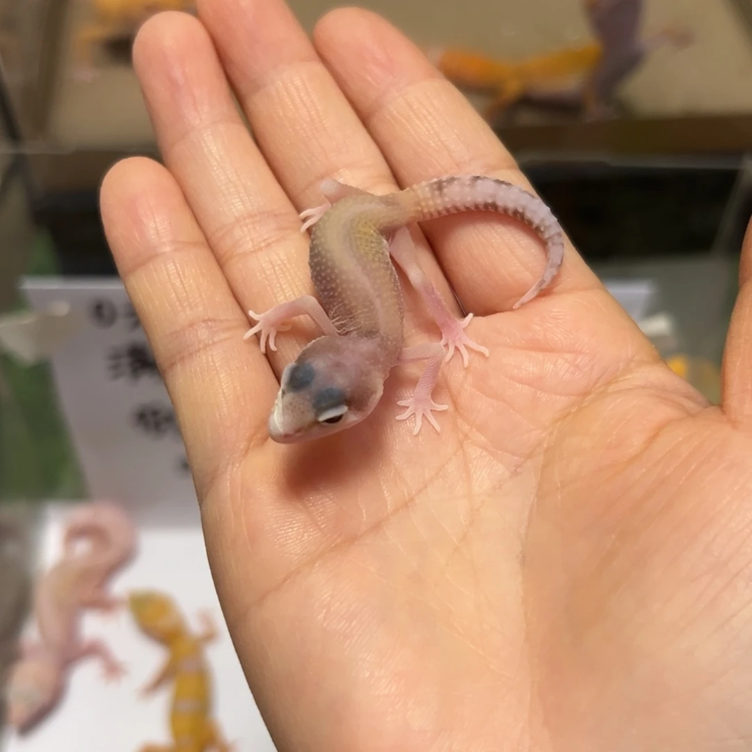 豹纹守宫豹纹守宫