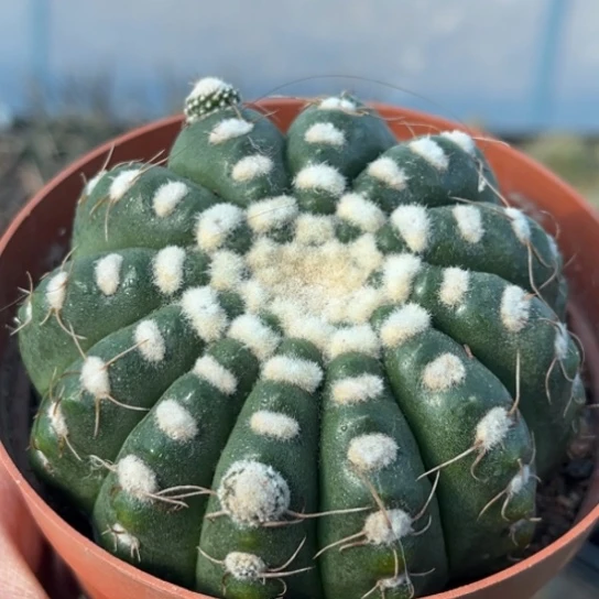 当前无花栽培后可以开花实生紫花眩美玉