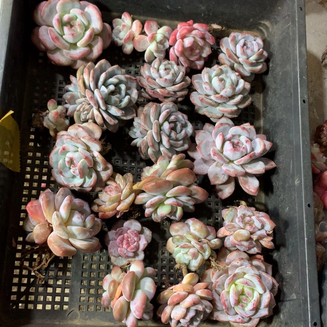 石榴籽，想好再拍，退了拉黑