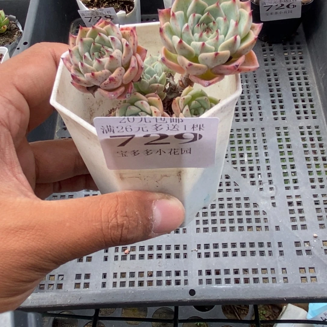 六头杀罗期牡丹群一物一拍满20包邮满26送一颗精品多肉