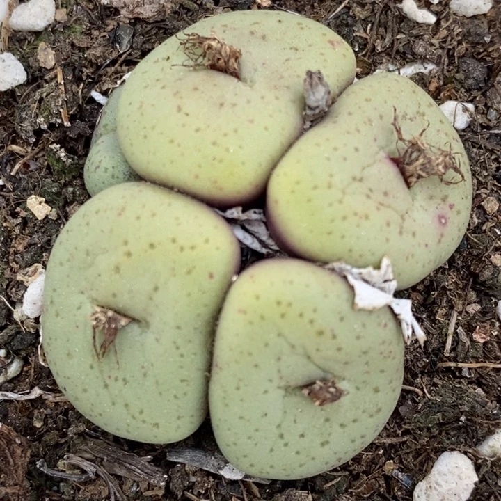 18106吕氏大饼一群