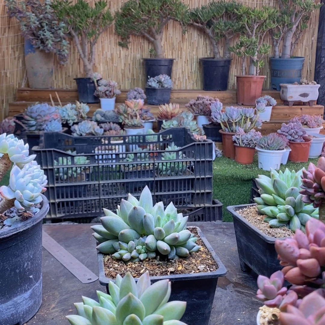 蛋**^313号重楼多肉