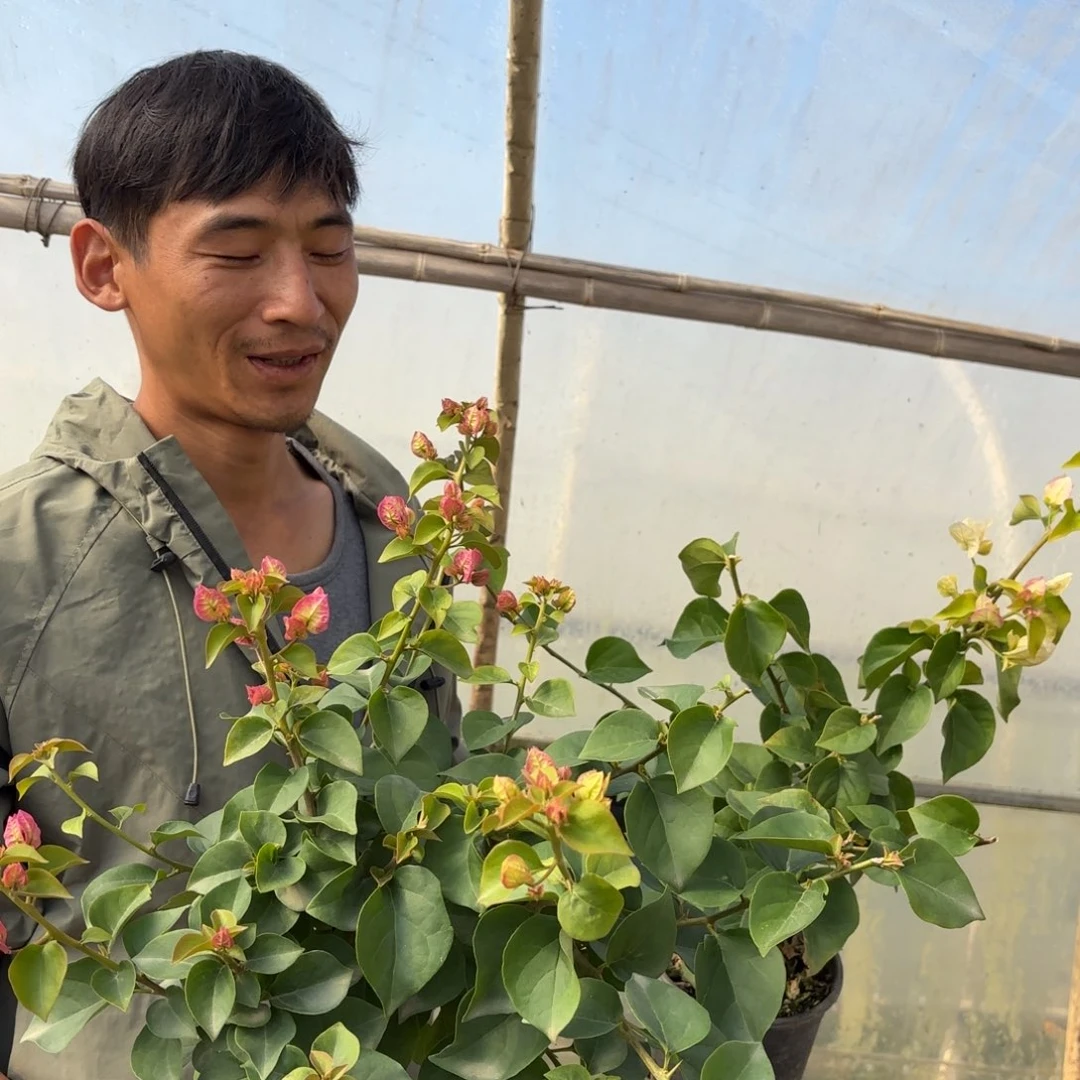全部花苞（温莎芝士）三角梅会落花落叶会光杆苗有大有小
