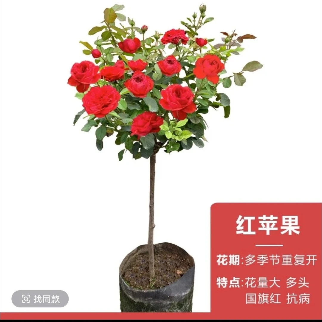 红色棒棒糖月季花大 浓香四季开花