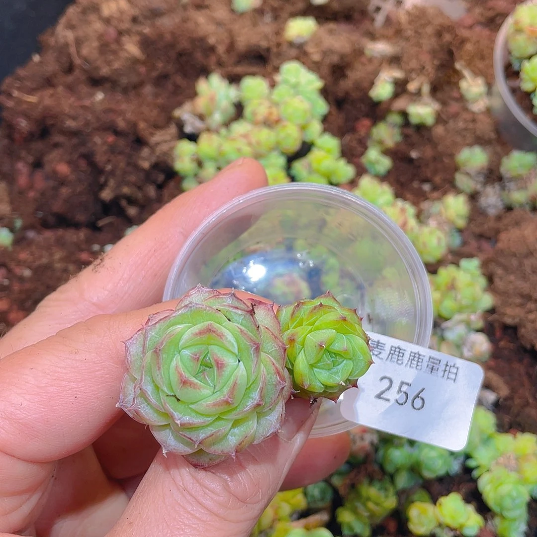 痕*256 定向。