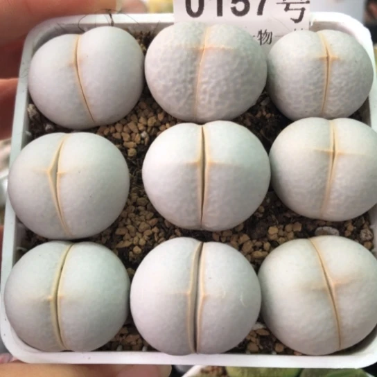 0157，2.3-2.5厘米如图高尔夫