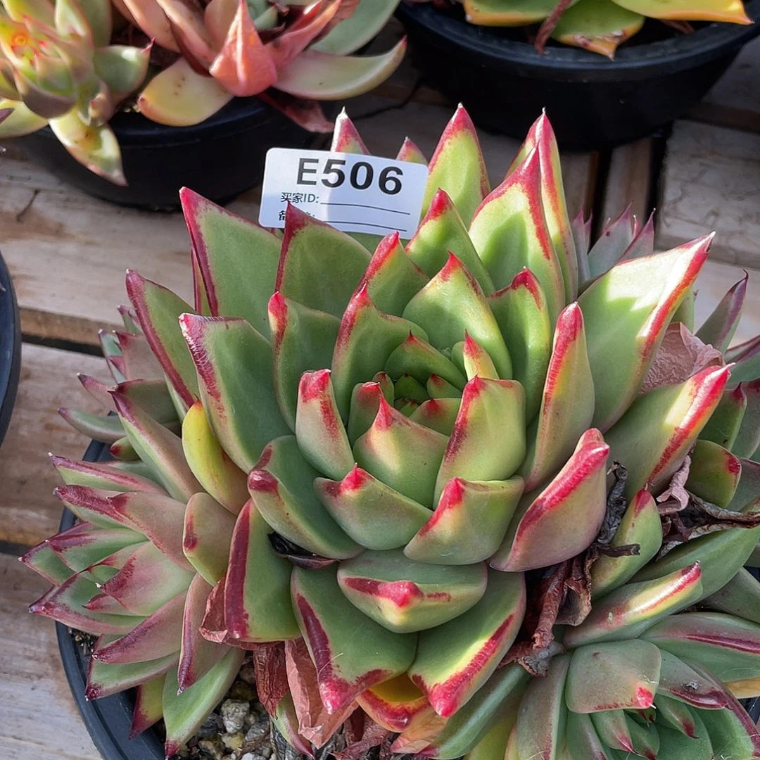 若如东云单拍E506