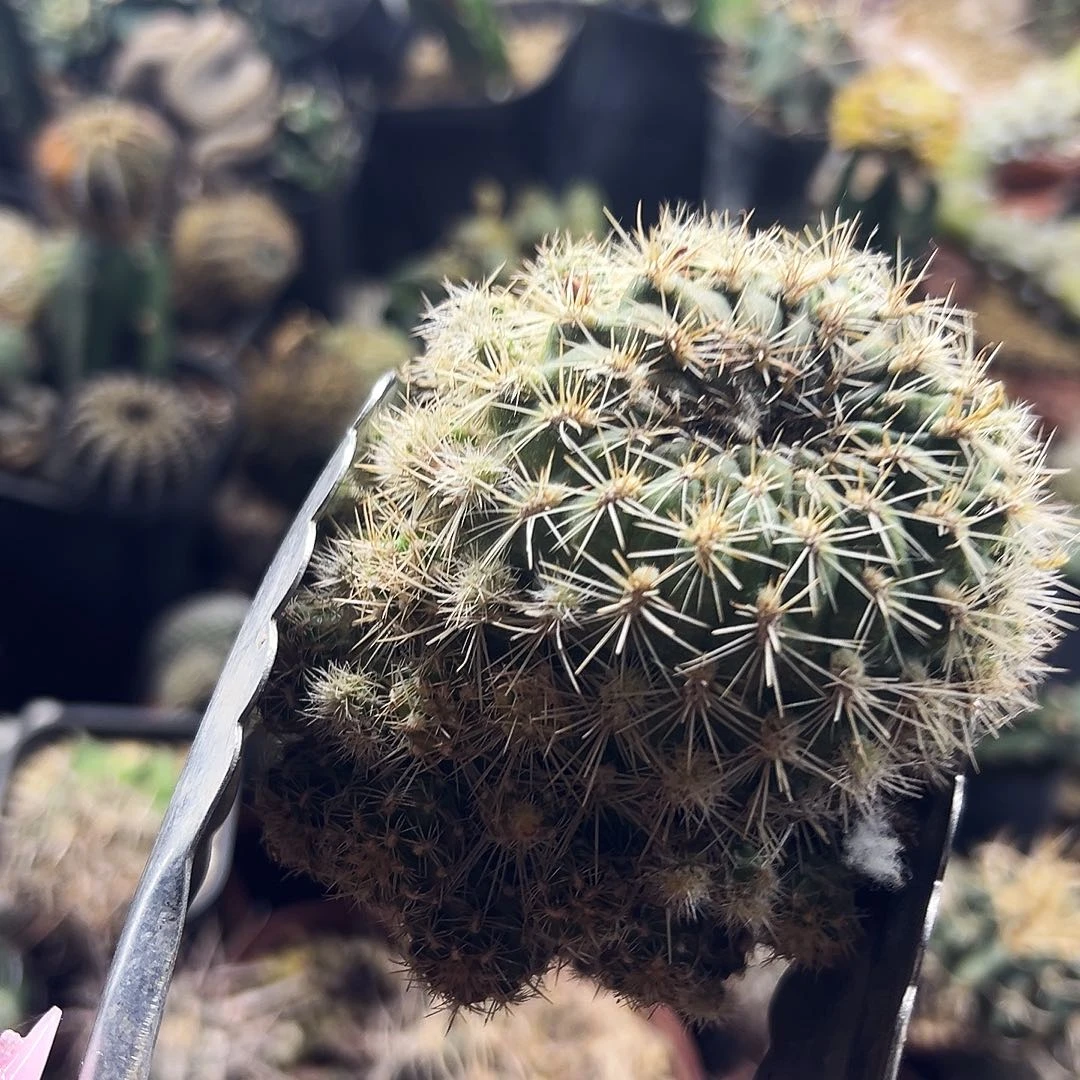 宝山仙人球11111111111