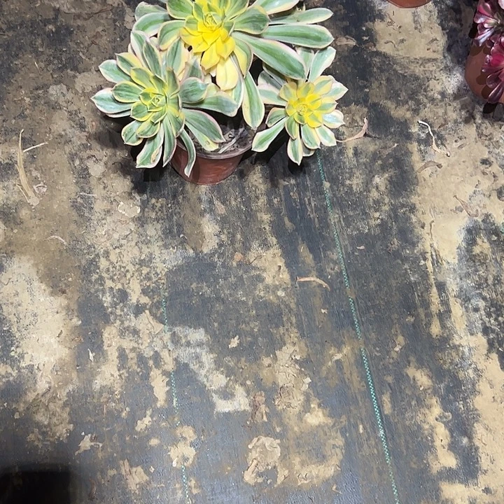 不包侧枝一物一拍56