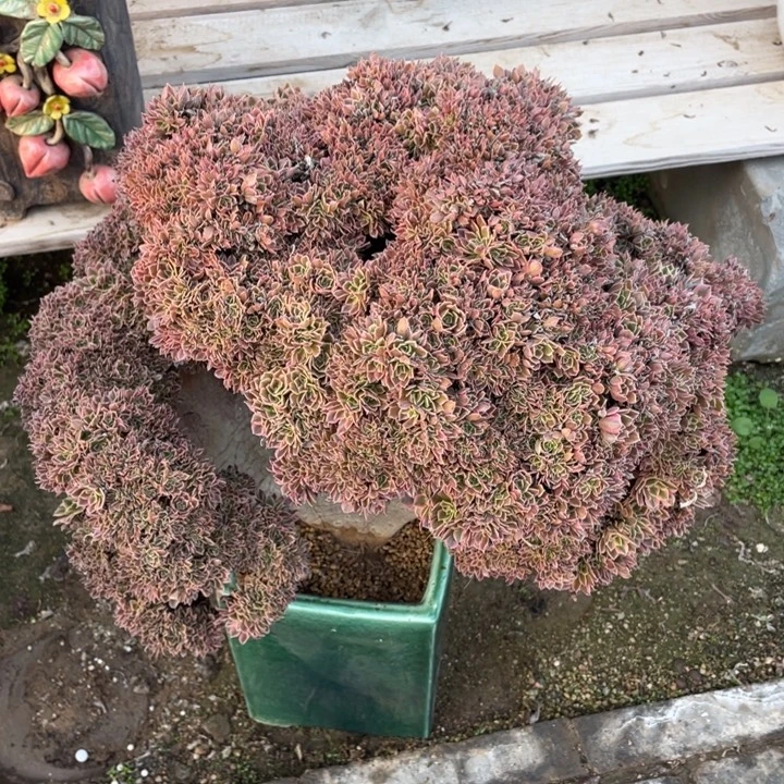 法师老桩缀化女神