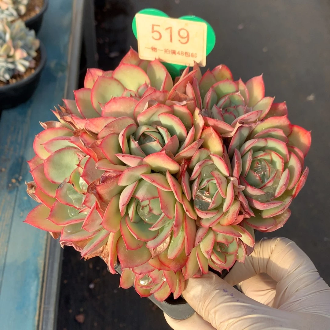 牡丹亭无砍平头519