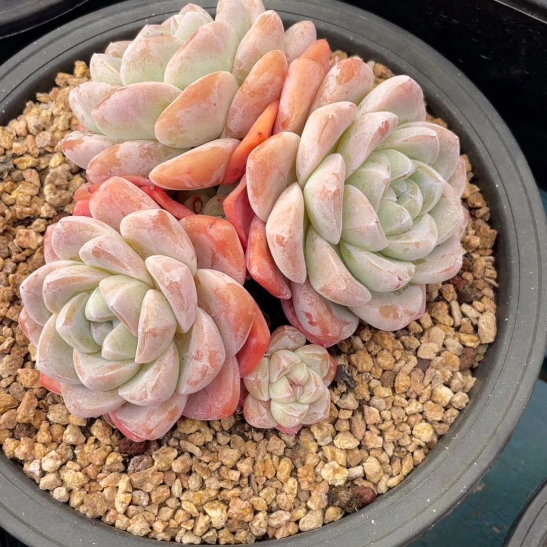 冰玉群生多肉植物