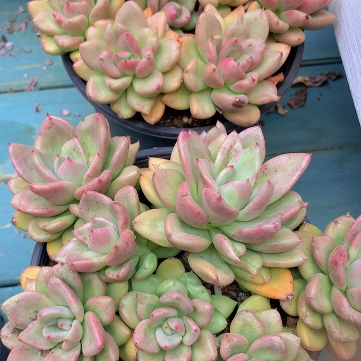 鳄梨群生14cm左右发