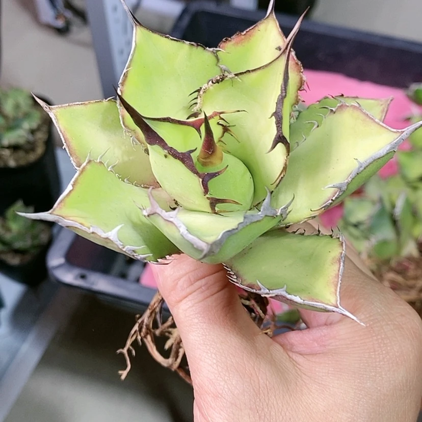 【闪购商品】熊猫龙舌兰