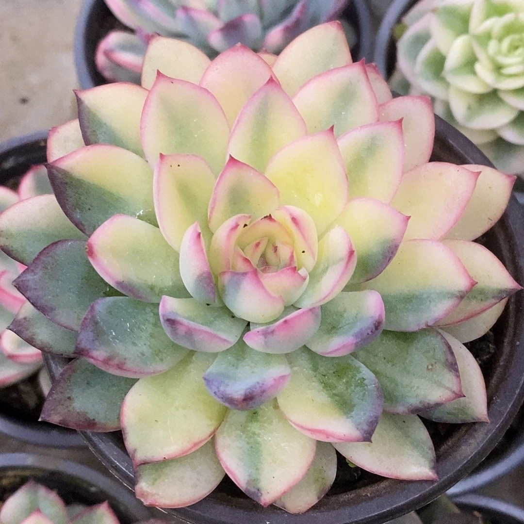 雨燕座哈哈哈哈哈哈日