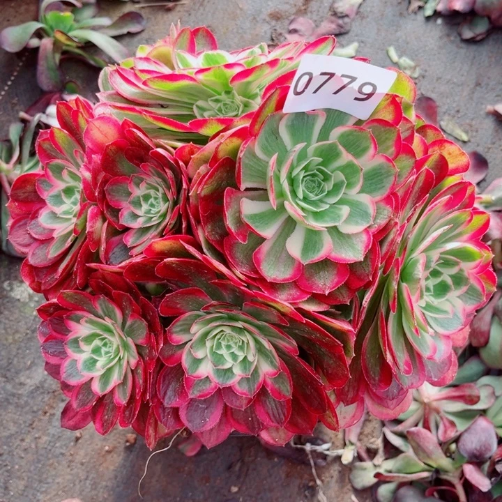 有大又便宜新品孔雀翎多肉