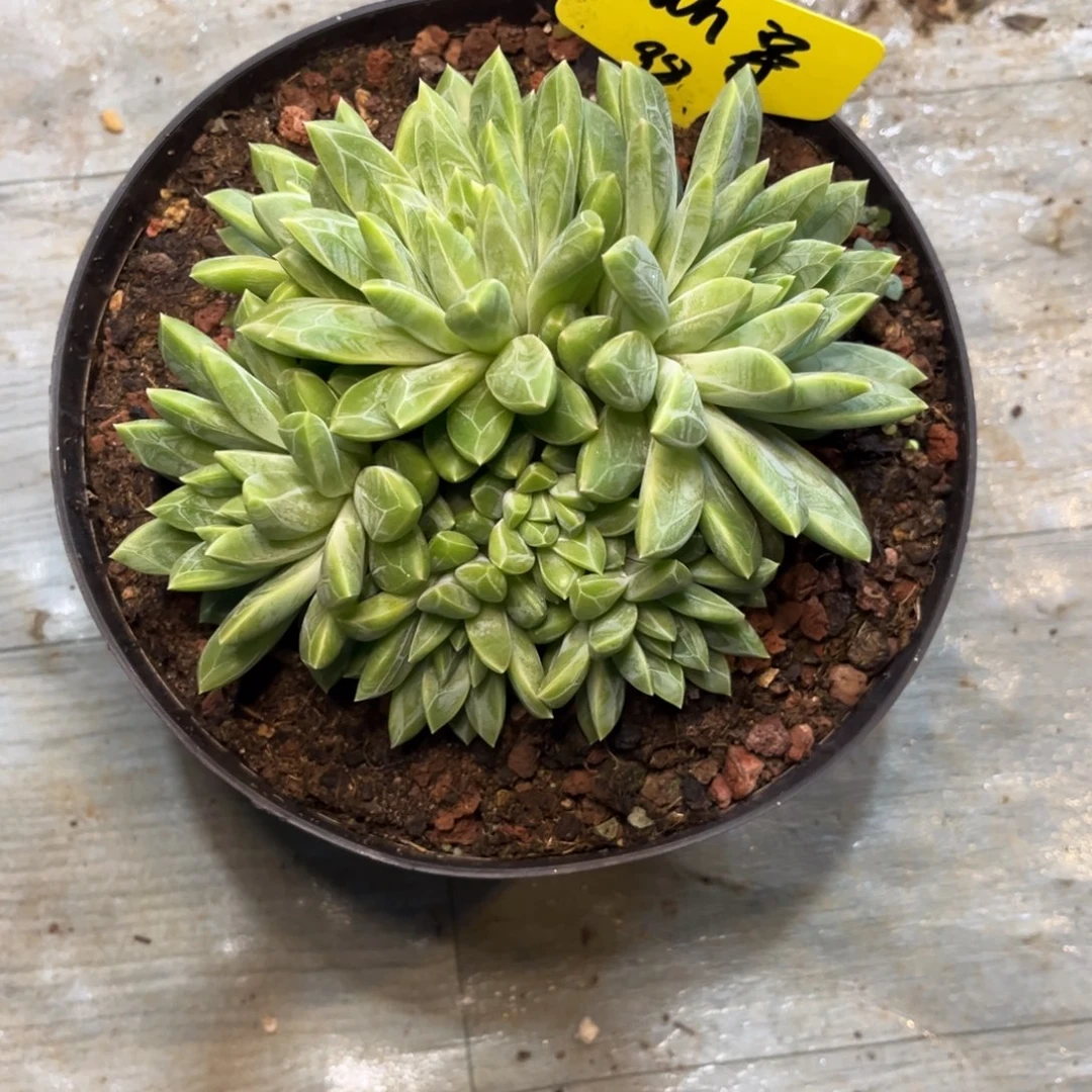 懿***弌水晶萝莉寄养一一姐