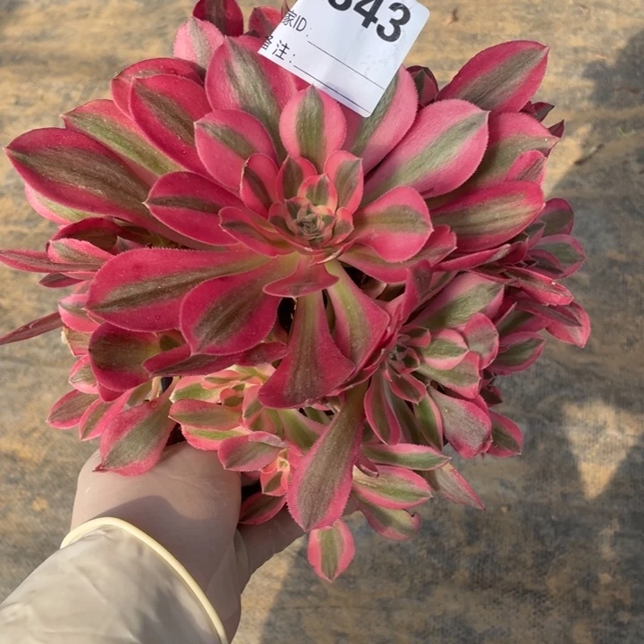 多肉粉女巫优选法师343