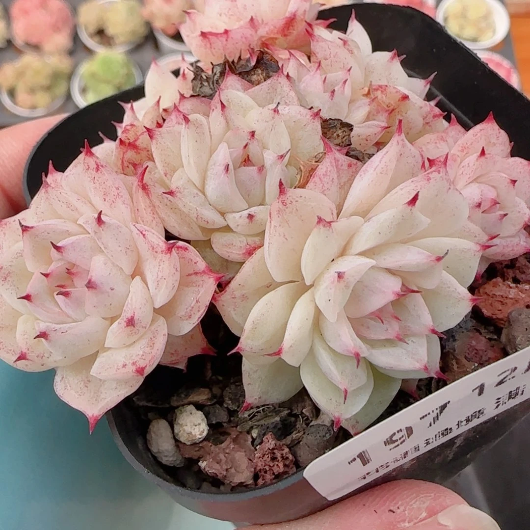 花语多肉1220-197散开播福利粉紫魔仙