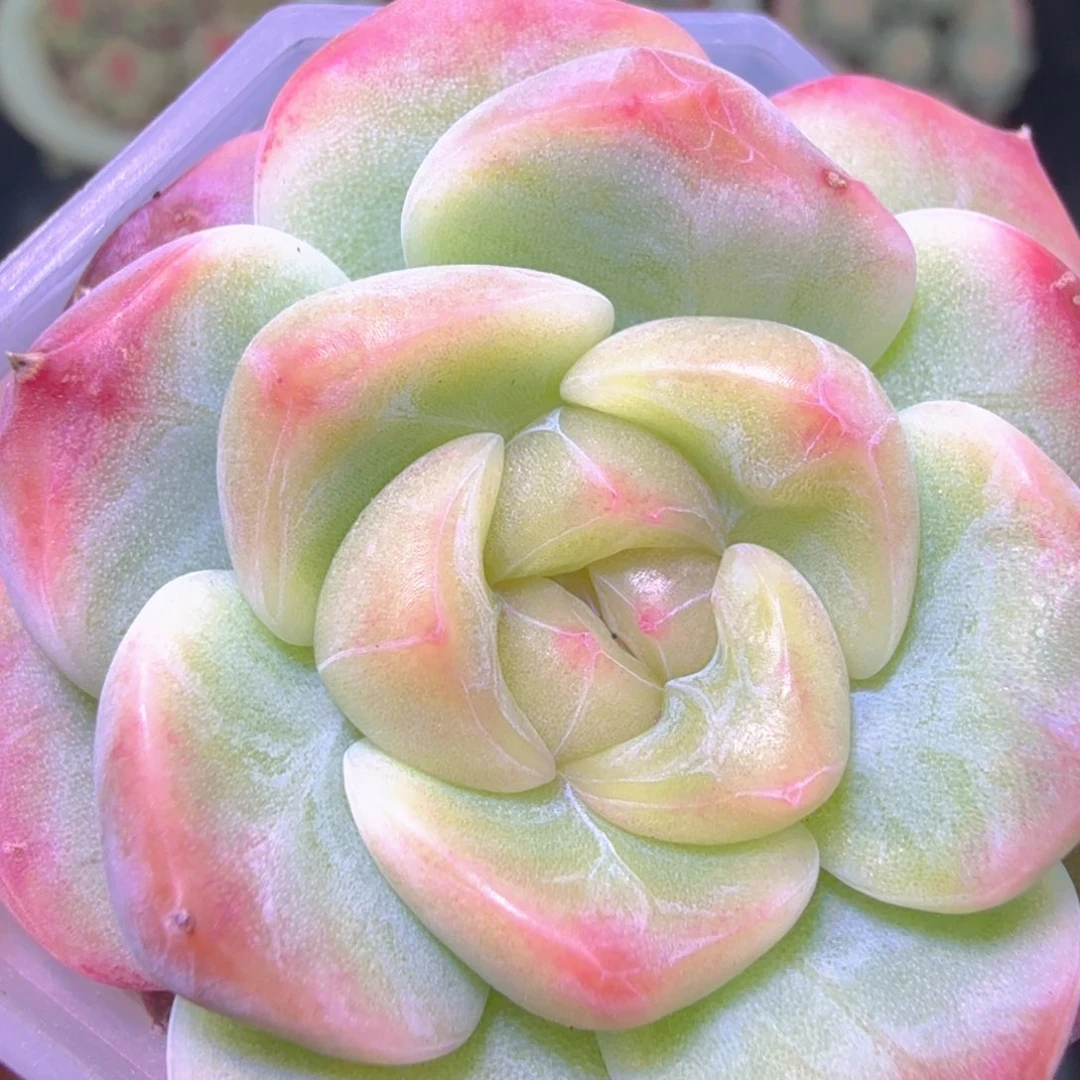 甜心713一物一拍二十包邮