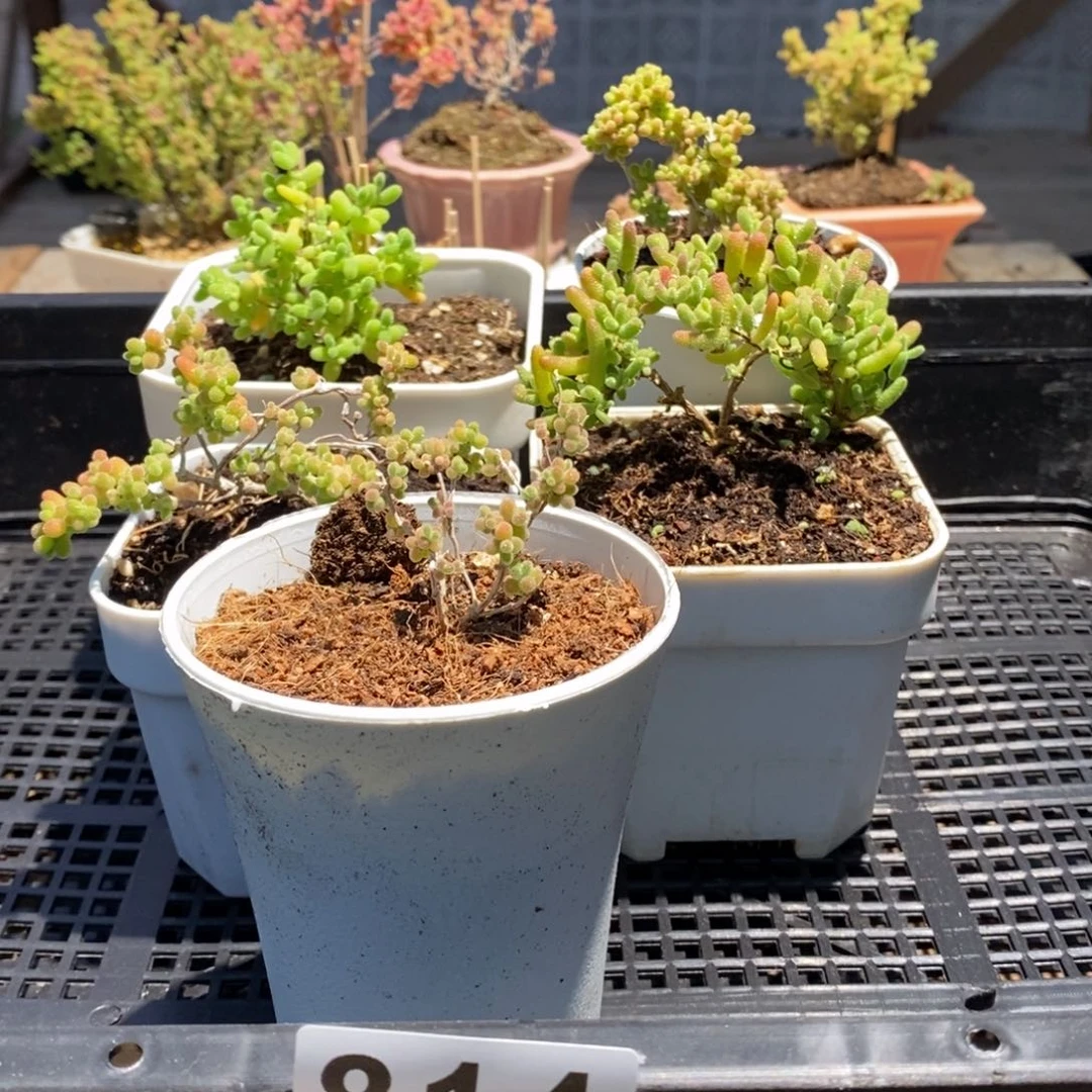 枝干番杏多肉植物814