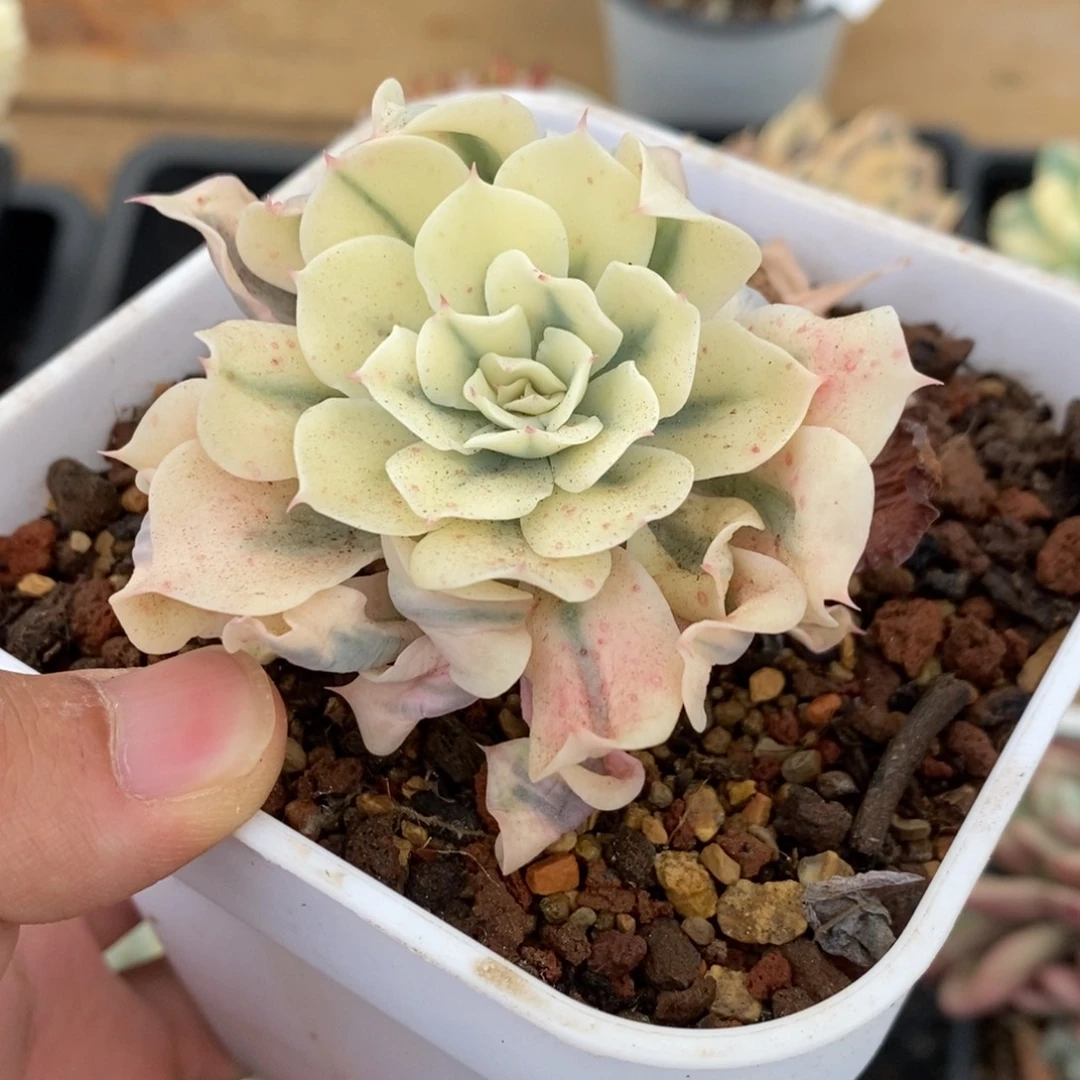 海啸锦多肉植物A3462