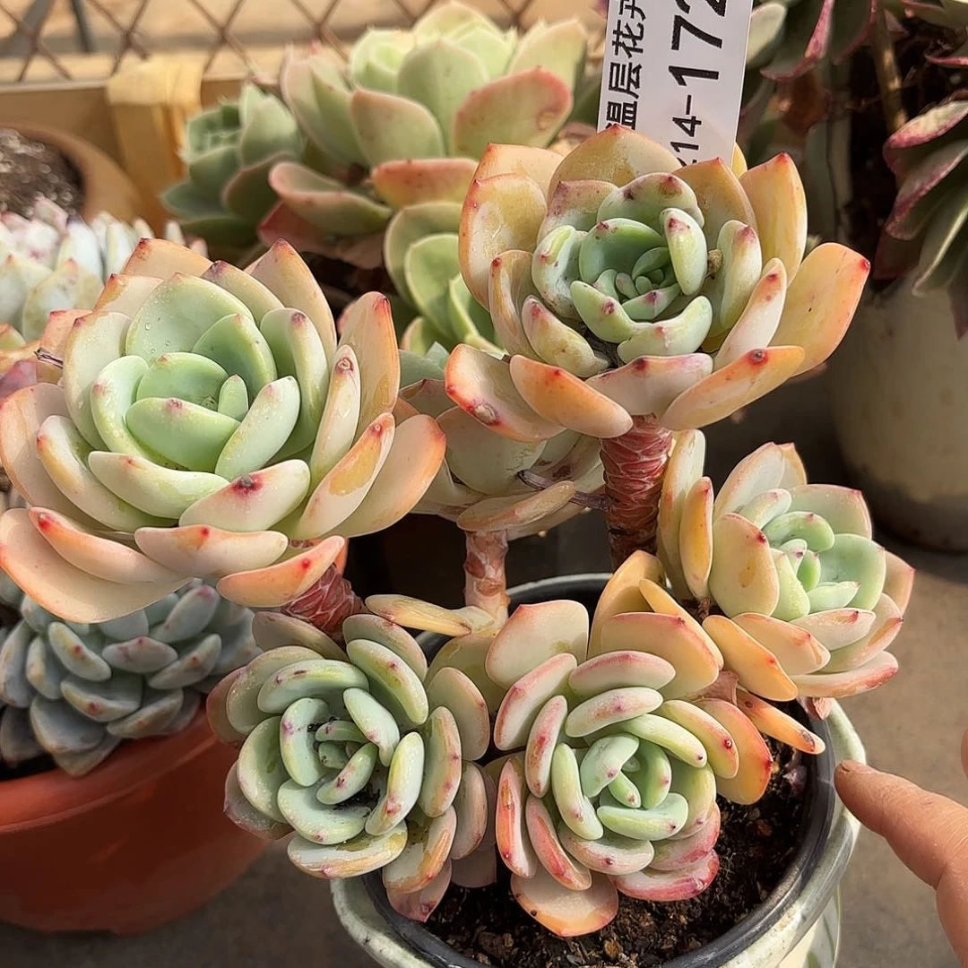 同温层多肉白月光172