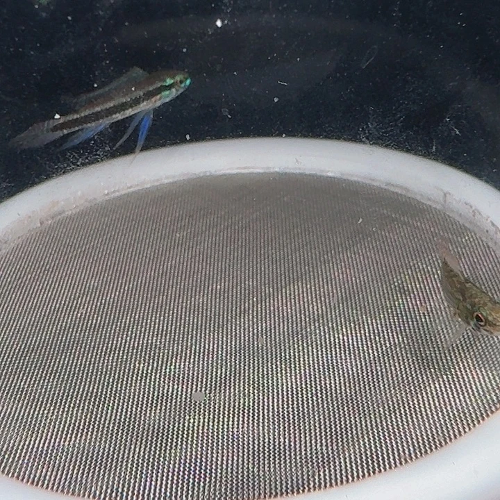 灯科鱼左下缸-4 马蒂拉一对（一公一母）3cm左右 2条