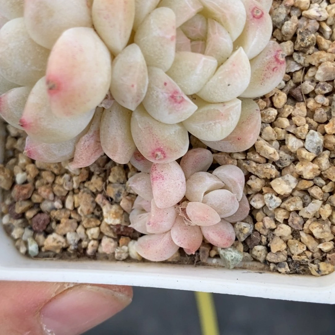 油***丘351东篱下多肉植物盆栽