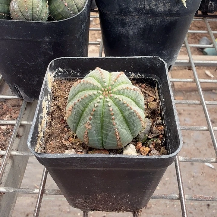 欧布单头小3仙人球