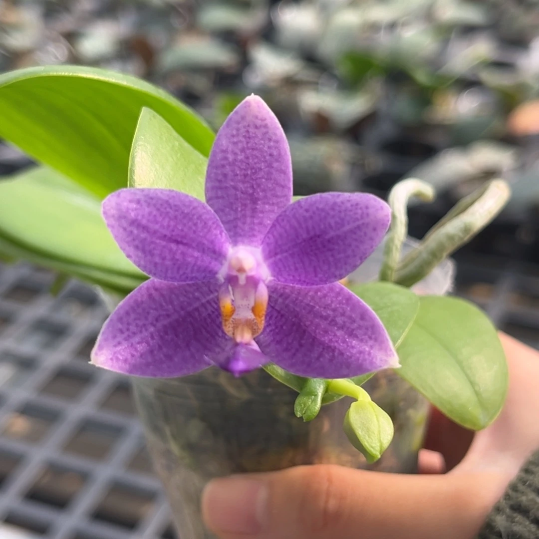 无花朵2.5寸柳林蓝星开花株
