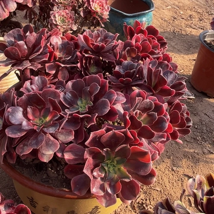 3个美杜莎裸根脱土