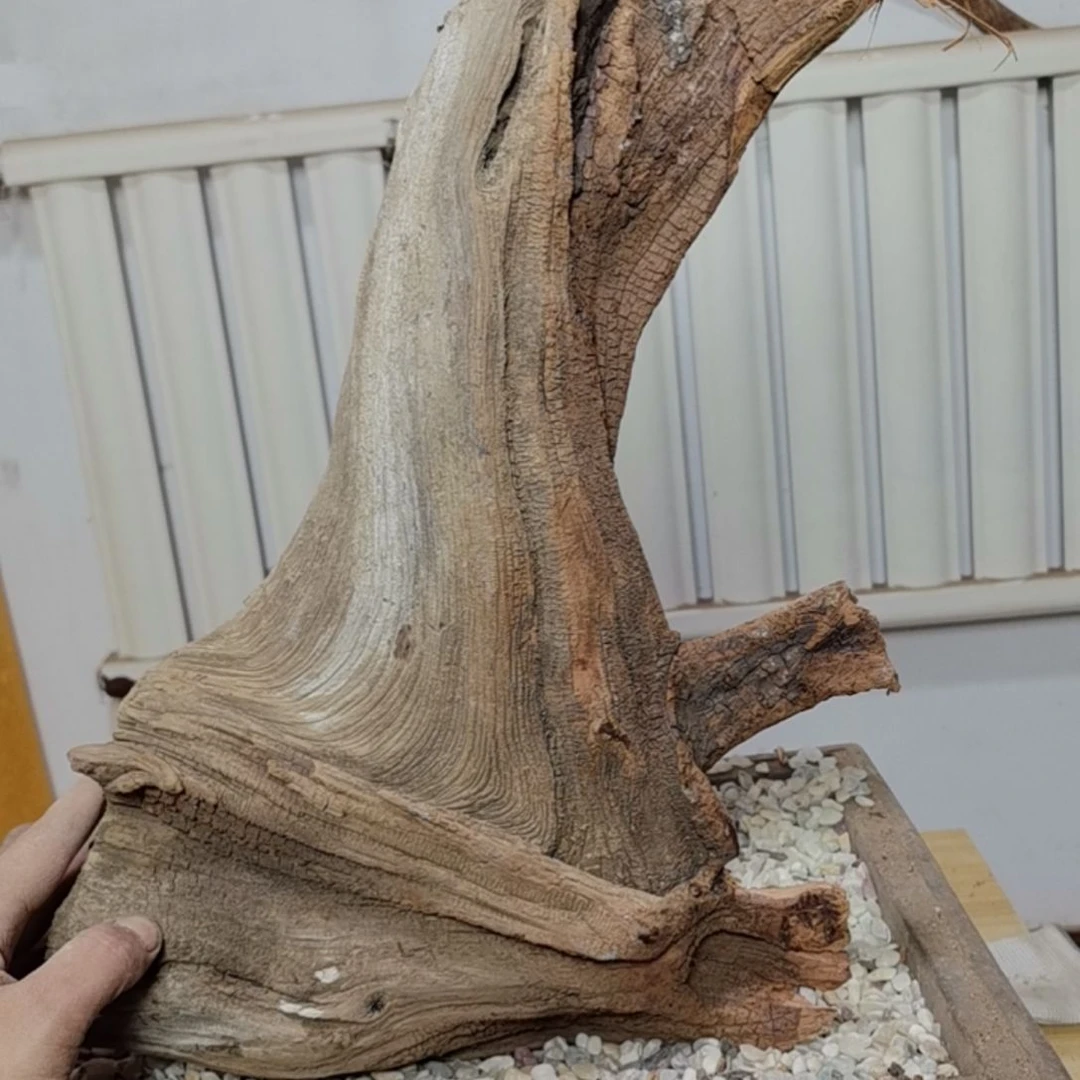 檀香紫檀（小叶紫檀）培****工