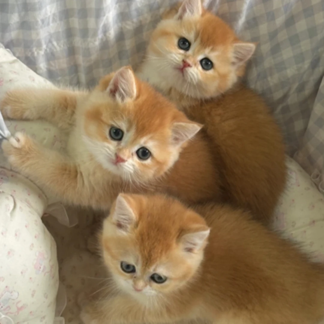 金渐层蓝猫曼吉康拿破仑布偶直播间一对一挑选