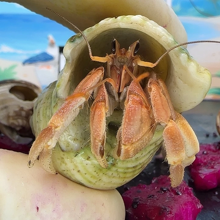 A19灰白1.7cm口径