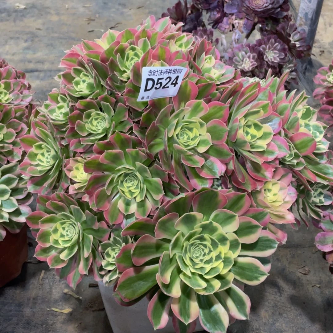 524白凤1111111多肉