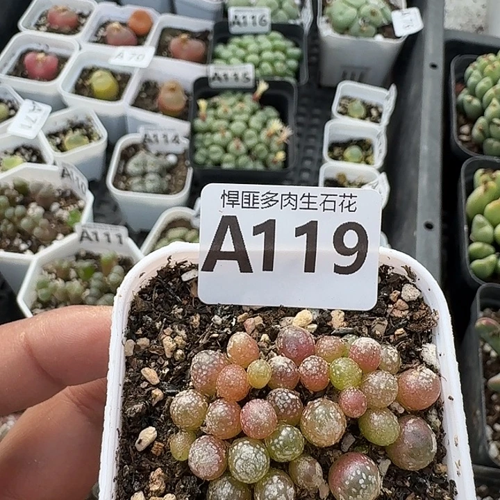 119多肉植物多肉植物