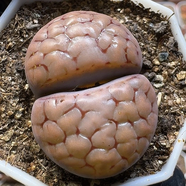 玉***儿生石花111111。  155