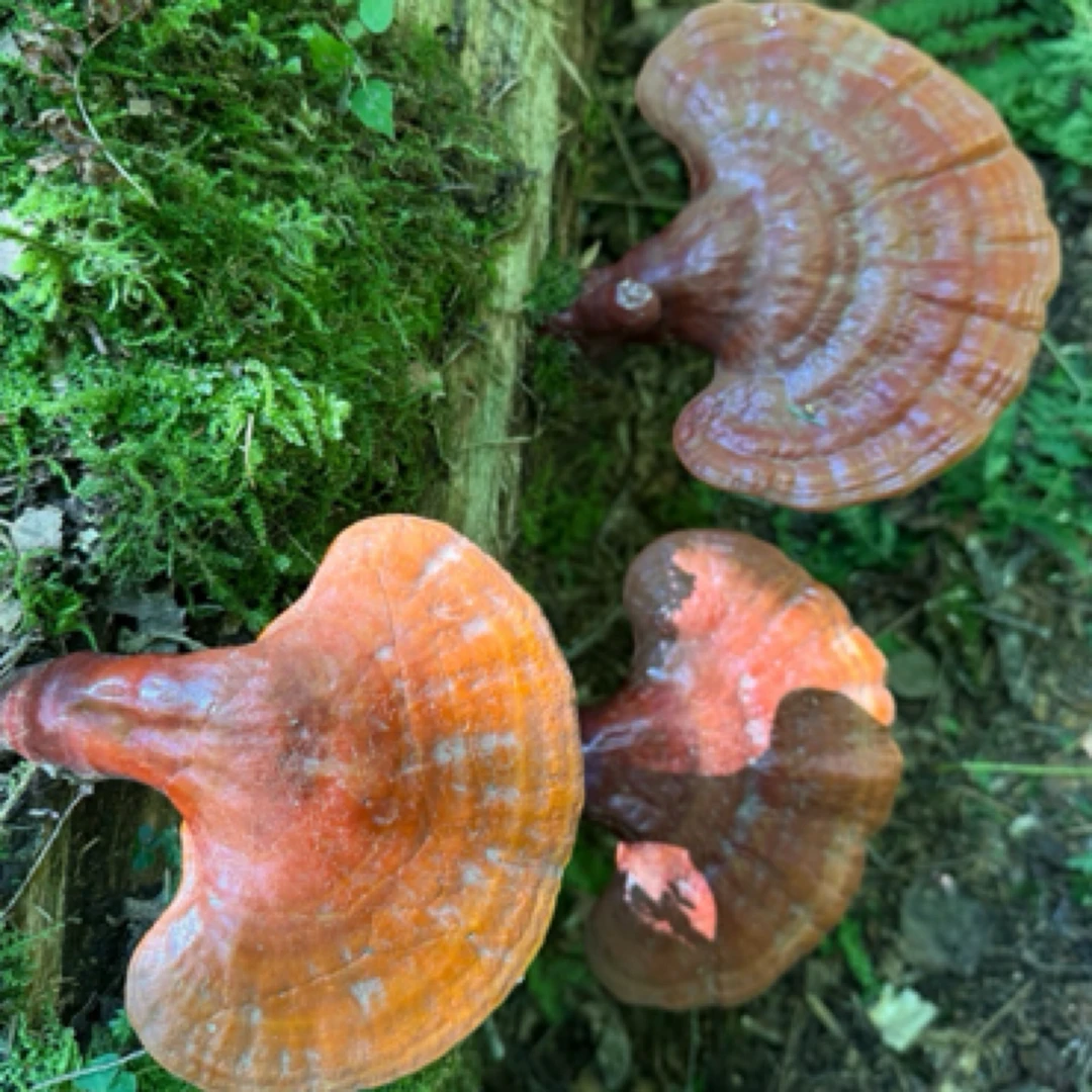 野生灵芝(干品50克)