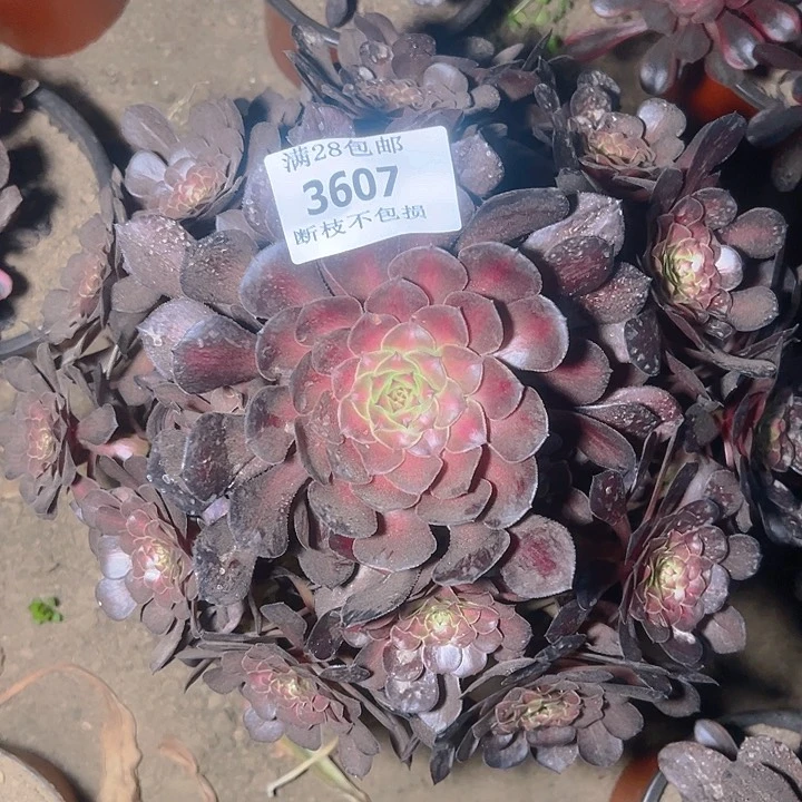 无花朵时*光3607铜壶中班多肉植物