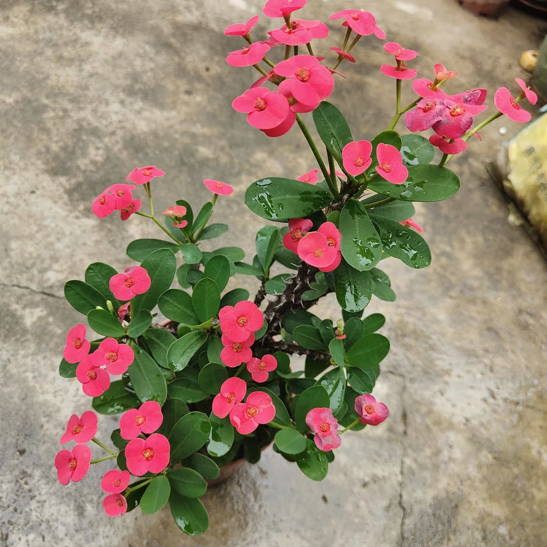 烈焰软刺虎刺梅花开4-9层甩尾垂吊喜光耐旱也耐涝365天可开花