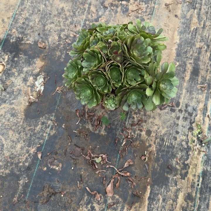 一单包邮不包侧枝11